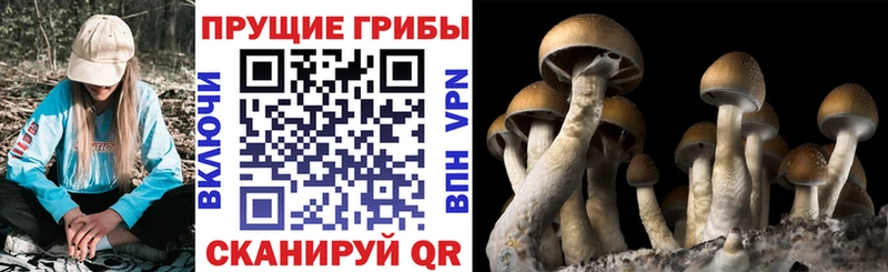 Галлюциногенные грибы мухоморы  Курильск 